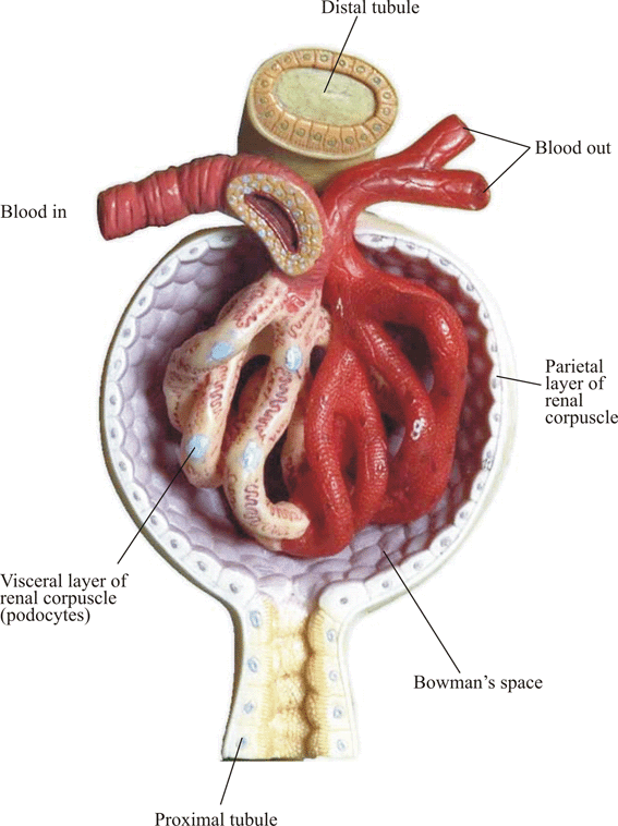 Model of Renal Corpuscle