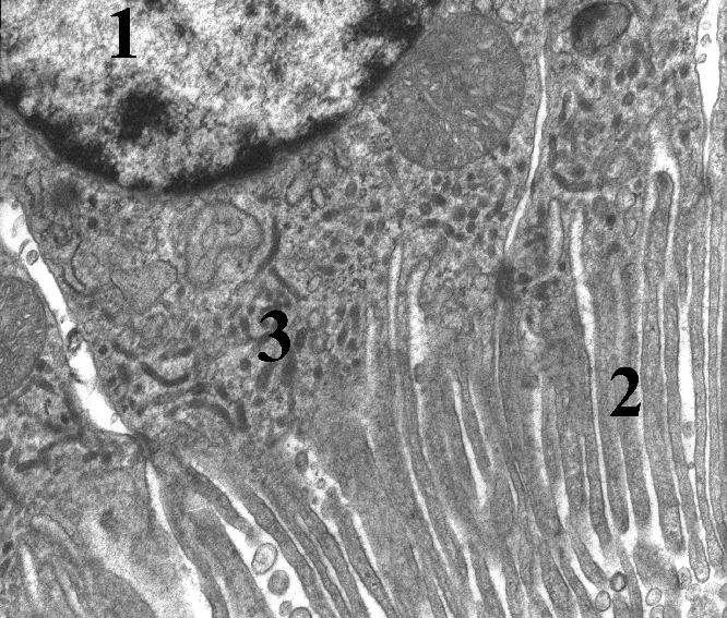 Electron Micrograph of Cell of Proximal Convoluted Tubule