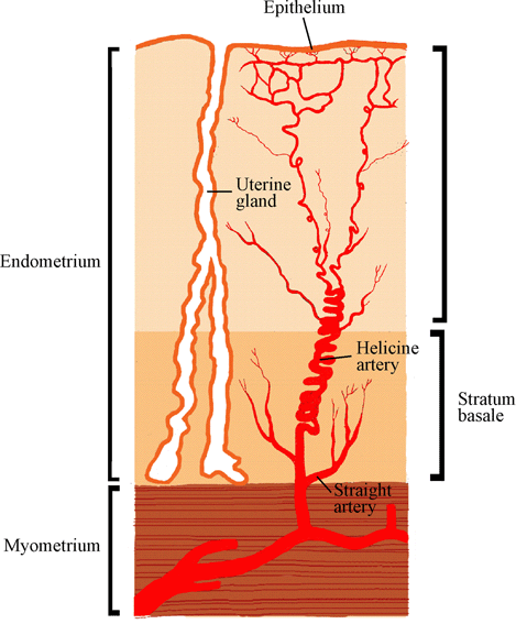 Diagram of Wall of the Uterus