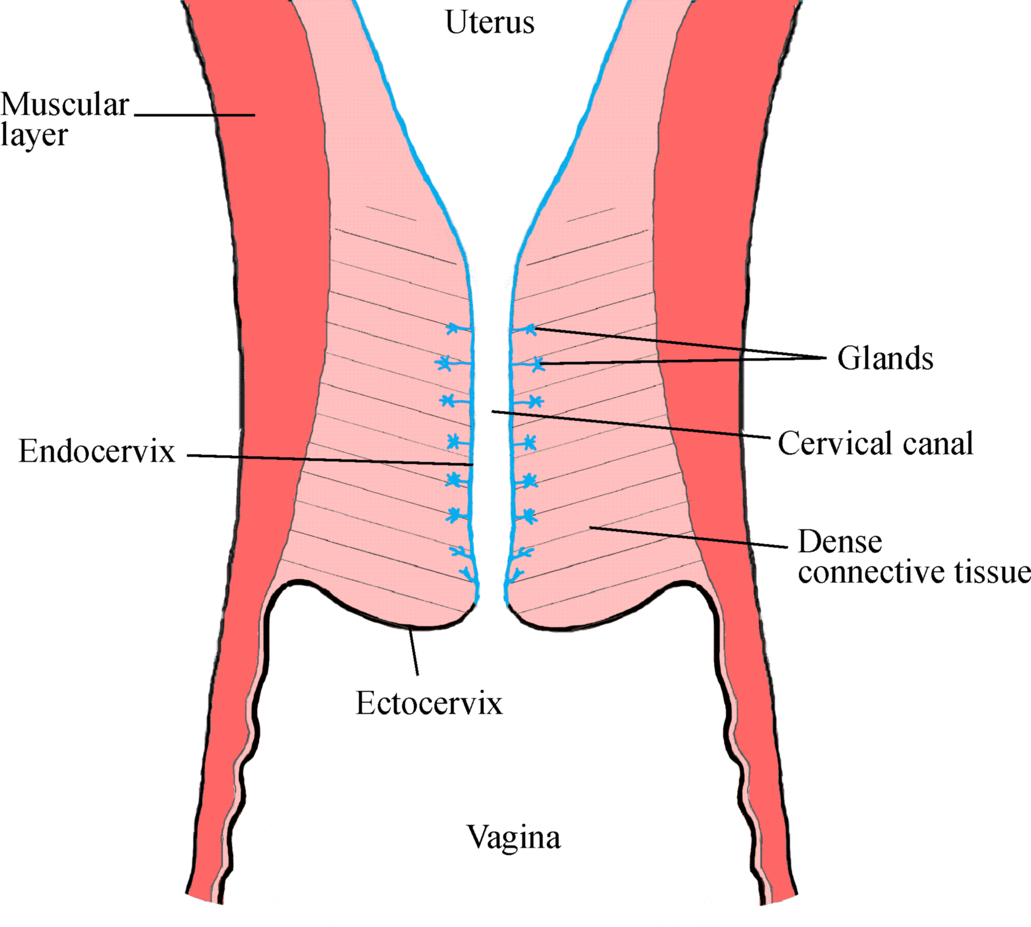 Diagram of Cervix