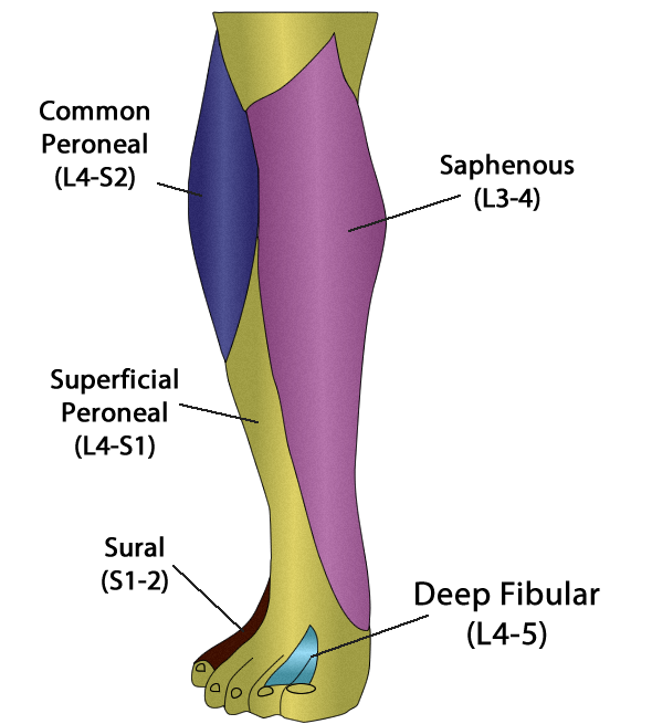Acute Compartment Syndrome