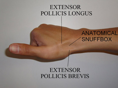 Snuff Box Anatomy SplintER Series: Pain In The Snuff Box