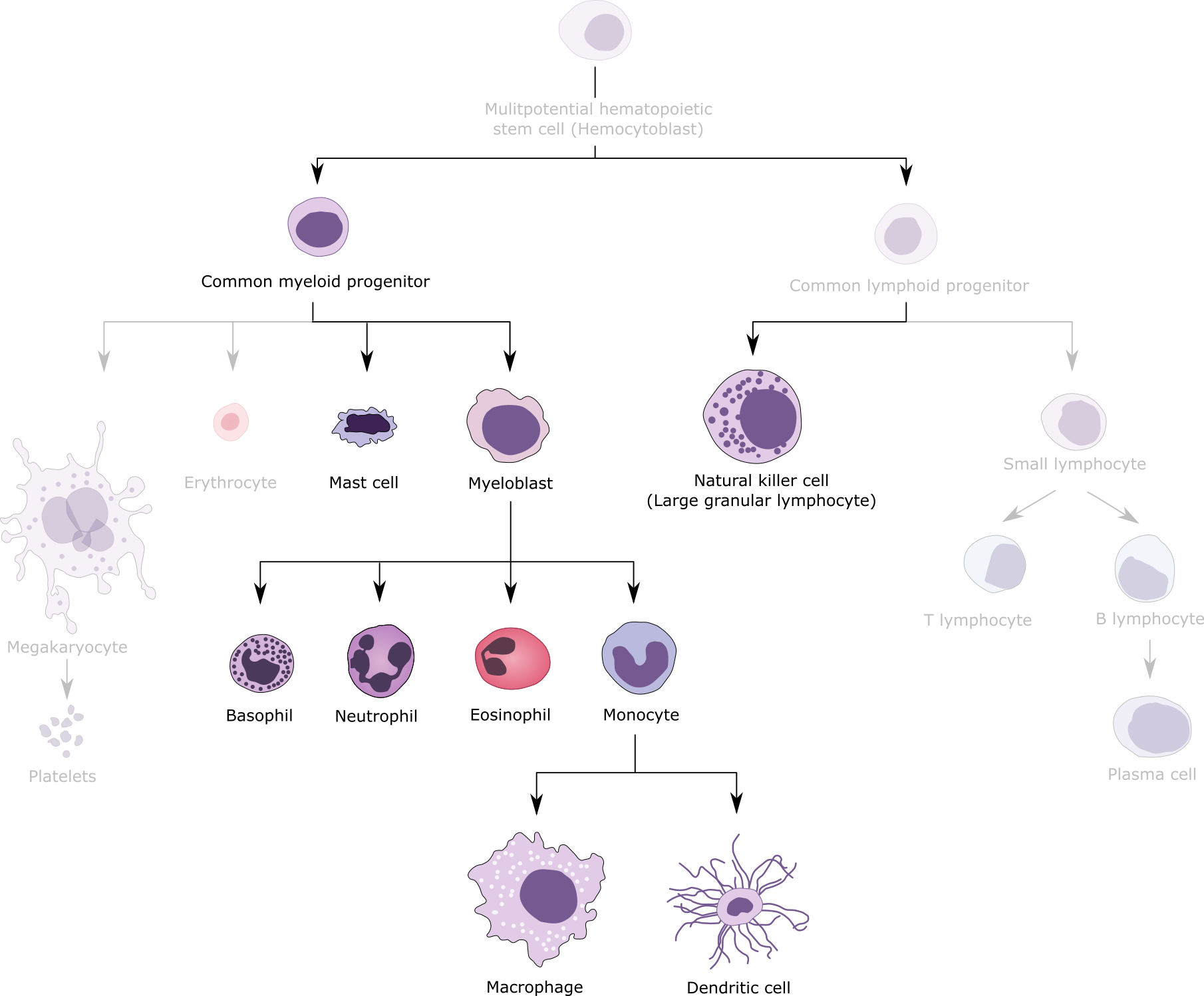 Innate Immunity Examples Difference Between Innate And Adaptive