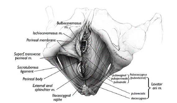 Prolapzo Utero Vaginal Prolapse