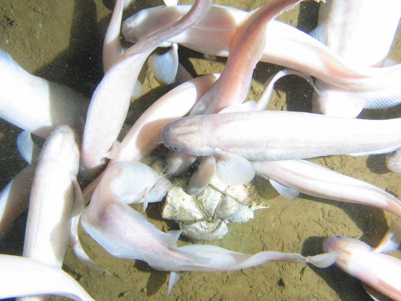 Mass group of a species of cusk-eel - known as Ophidiids 