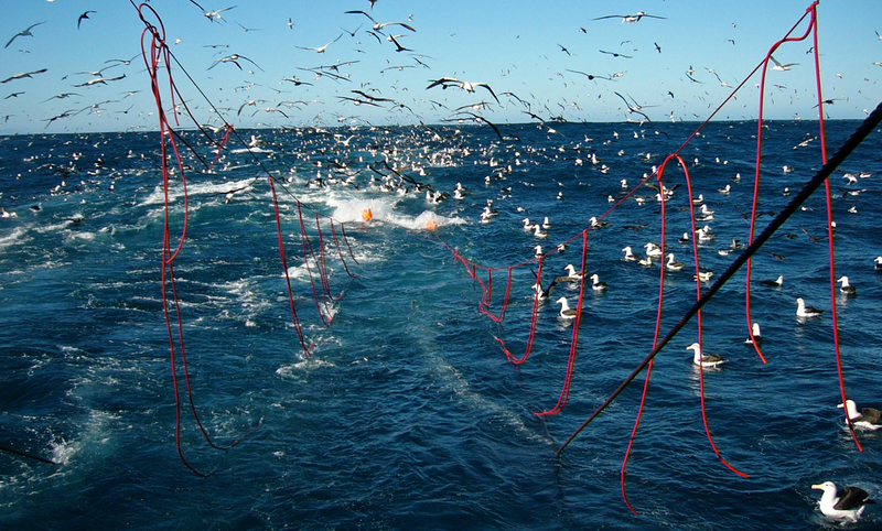 Longline fisheries continue to drive albatross declines