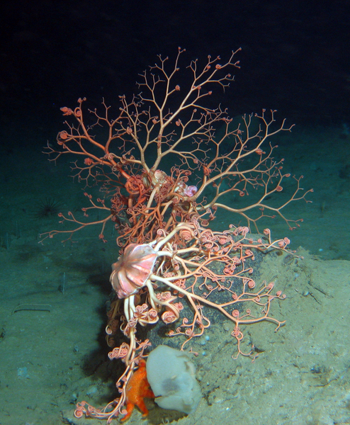 Scientists suggest independent monitoring of deep-sea hydrocarbon ...