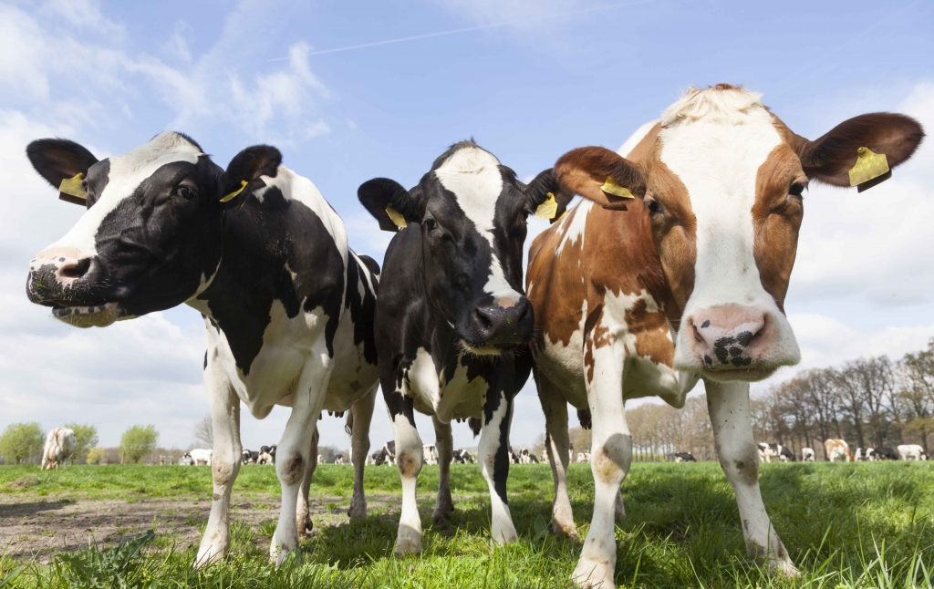 Study shows potential for reduced methane from cows | News | The University  of Aberdeen