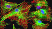 Medical Sciences