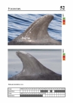 2019 East Coast Scotland Bottlenose Dolphin Photo-ID Catalogue, image ID 1897