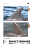 2019 East Coast Scotland Bottlenose Dolphin Photo-ID Catalogue, image ID 1898