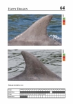 2019 East Coast Scotland Bottlenose Dolphin Photo-ID Catalogue, image ID 1899