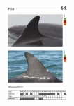 2019 East Coast Scotland Bottlenose Dolphin Photo-ID Catalogue, image ID 1900