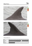 2019 East Coast Scotland Bottlenose Dolphin Photo-ID Catalogue, image ID 1901