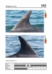 2019 East Coast Scotland Bottlenose Dolphin Photo-ID Catalogue, image ID 1902
