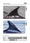 2019 East Coast Scotland Bottlenose Dolphin Photo-ID Catalogue, image ID 1904