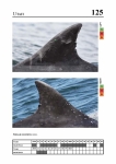 2019 East Coast Scotland Bottlenose Dolphin Photo-ID Catalogue, image ID 1905