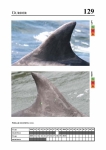 2019 East Coast Scotland Bottlenose Dolphin Photo-ID Catalogue, image ID 1906