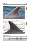 2019 East Coast Scotland Bottlenose Dolphin Photo-ID Catalogue, image ID 1907
