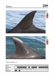 2019 East Coast Scotland Bottlenose Dolphin Photo-ID Catalogue, image ID 1908
