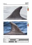 2019 East Coast Scotland Bottlenose Dolphin Photo-ID Catalogue, image ID 1909