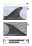 2019 East Coast Scotland Bottlenose Dolphin Photo-ID Catalogue, image ID 1910