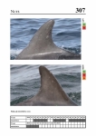 2019 East Coast Scotland Bottlenose Dolphin Photo-ID Catalogue, image ID 1911