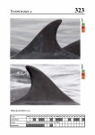 2019 East Coast Scotland Bottlenose Dolphin Photo-ID Catalogue, image ID 1912