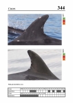 2019 East Coast Scotland Bottlenose Dolphin Photo-ID Catalogue, image ID 1913