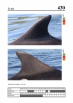 2019 East Coast Scotland Bottlenose Dolphin Photo-ID Catalogue, image ID 1914