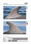 2019 East Coast Scotland Bottlenose Dolphin Photo-ID Catalogue, image ID 1915