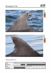 2019 East Coast Scotland Bottlenose Dolphin Photo-ID Catalogue, image ID 1916