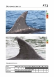 2019 East Coast Scotland Bottlenose Dolphin Photo-ID Catalogue, image ID 1919