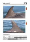 2019 East Coast Scotland Bottlenose Dolphin Photo-ID Catalogue, image ID 1920