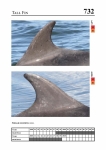 2019 East Coast Scotland Bottlenose Dolphin Photo-ID Catalogue, image ID 1924