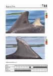 2019 East Coast Scotland Bottlenose Dolphin Photo-ID Catalogue, image ID 1925