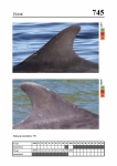 2019 East Coast Scotland Bottlenose Dolphin Photo-ID Catalogue, image ID 1926