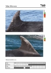 2019 East Coast Scotland Bottlenose Dolphin Photo-ID Catalogue, image ID 1928