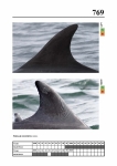 2019 East Coast Scotland Bottlenose Dolphin Photo-ID Catalogue, image ID 1929