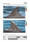 2019 East Coast Scotland Bottlenose Dolphin Photo-ID Catalogue, image ID 1930