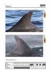 2019 East Coast Scotland Bottlenose Dolphin Photo-ID Catalogue, image ID 1933