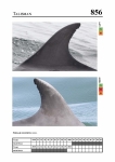 2019 East Coast Scotland Bottlenose Dolphin Photo-ID Catalogue, image ID 1940