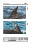2019 East Coast Scotland Bottlenose Dolphin Photo-ID Catalogue, image ID 1944