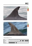2019 East Coast Scotland Bottlenose Dolphin Photo-ID Catalogue, image ID 1945