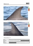 2019 East Coast Scotland Bottlenose Dolphin Photo-ID Catalogue, image ID 1946