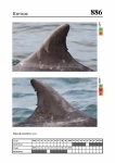 2019 East Coast Scotland Bottlenose Dolphin Photo-ID Catalogue, image ID 1947