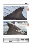 2019 East Coast Scotland Bottlenose Dolphin Photo-ID Catalogue, image ID 1949