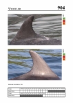 2019 East Coast Scotland Bottlenose Dolphin Photo-ID Catalogue, image ID 1950