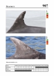 2019 East Coast Scotland Bottlenose Dolphin Photo-ID Catalogue, image ID 1951