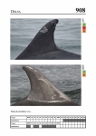 2019 East Coast Scotland Bottlenose Dolphin Photo-ID Catalogue, image ID 1952
